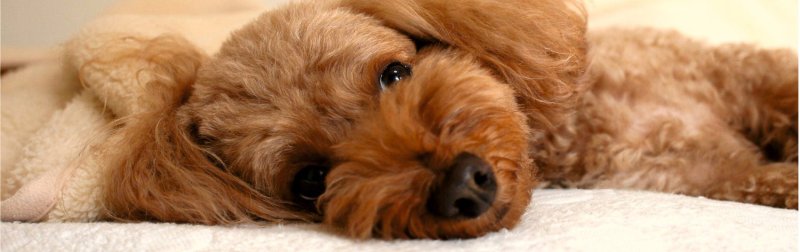 Тедди пудель мальтипу