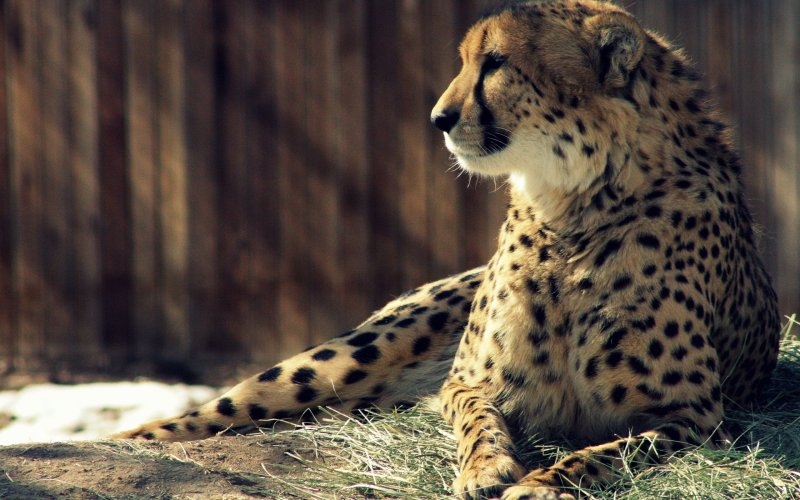 Картинки на рабочий стол животные