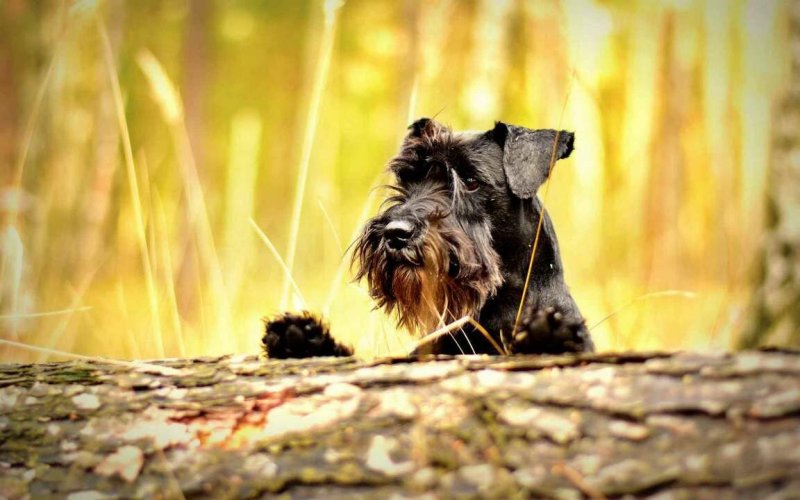 Миттельшнауцер и Цвергшнауцер