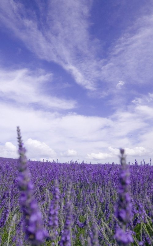 Фиолетовые цветы