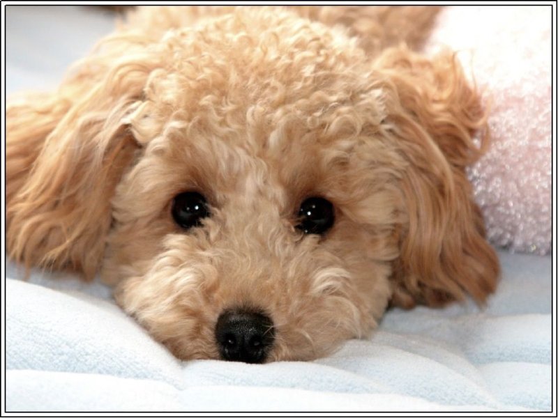 Мини пудель мальтипу