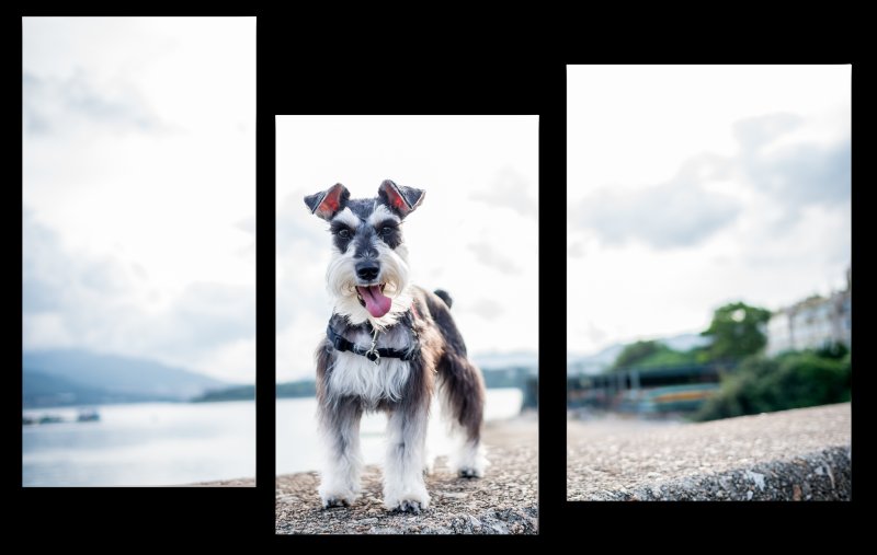 Цвергшнауцер мини