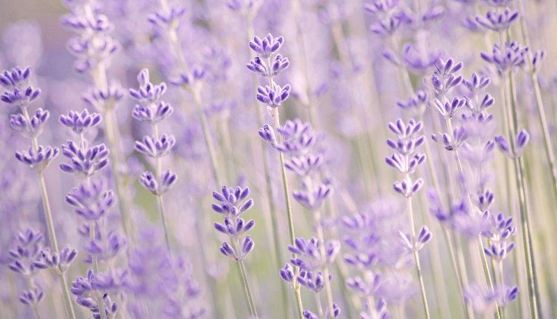 Лаванда шалфей Вереск