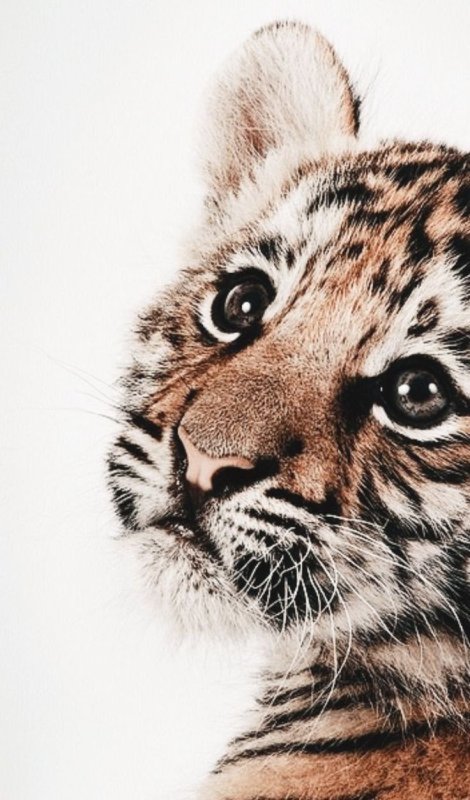 Красивые животные