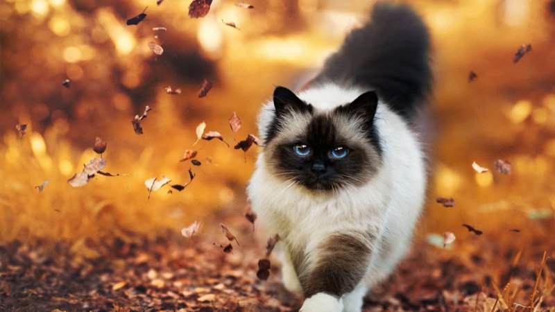 Красивые котики