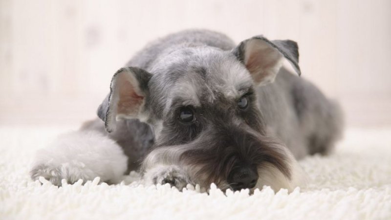 Шнауцер Цвергшнауцер