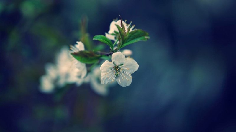 Цветущие ветки