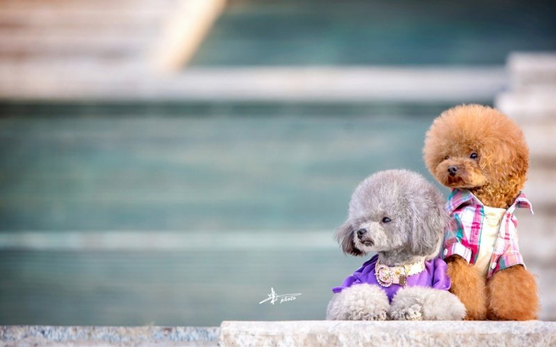 Бишон фризе рыжий кудрявый