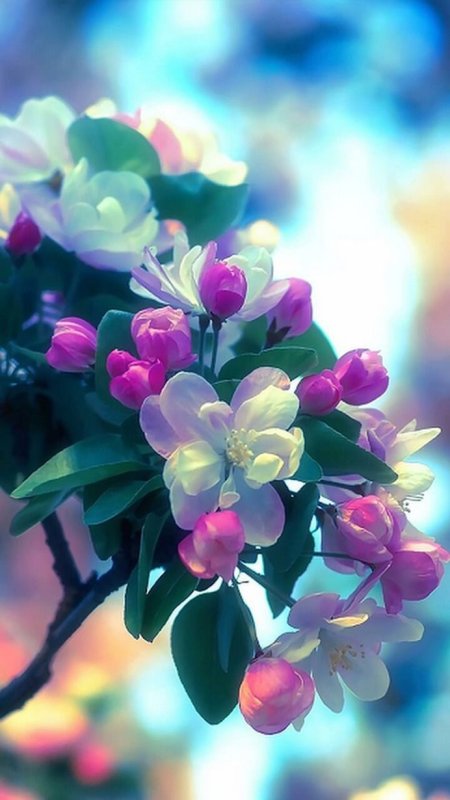 Очень красивые цветы