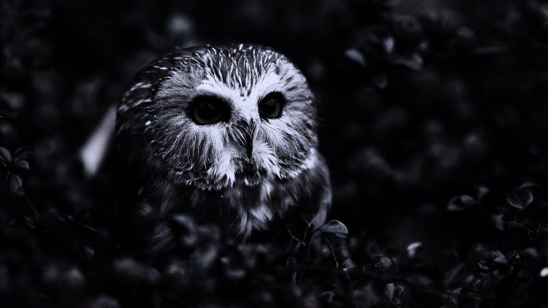 Сова на черном фоне