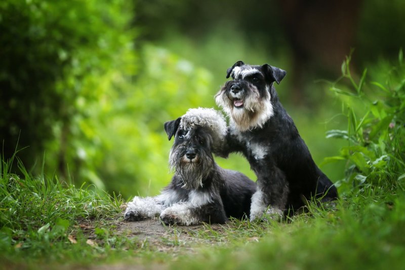 Пинчеры и шнауцеры