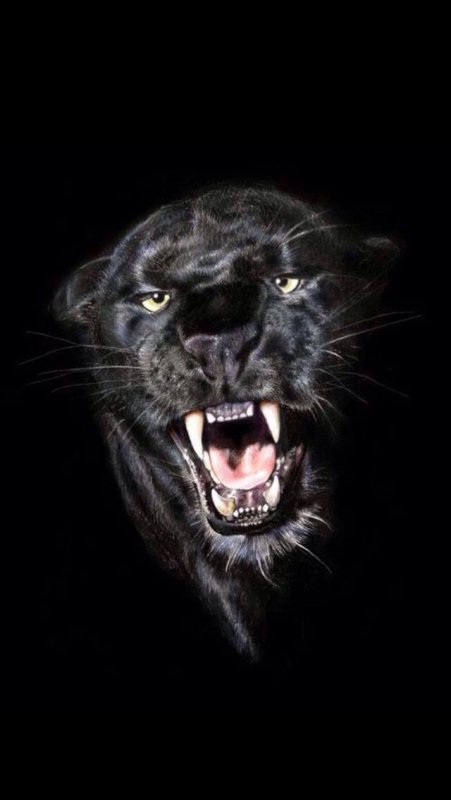 Пантера морда