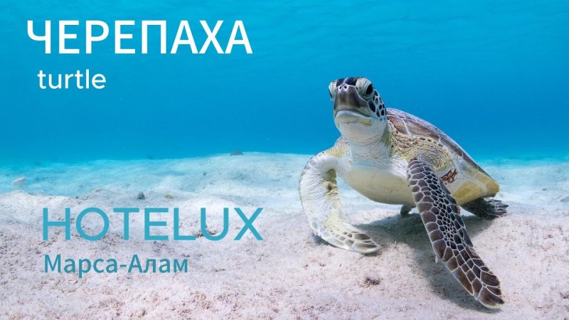 Морские обитатели черепаха