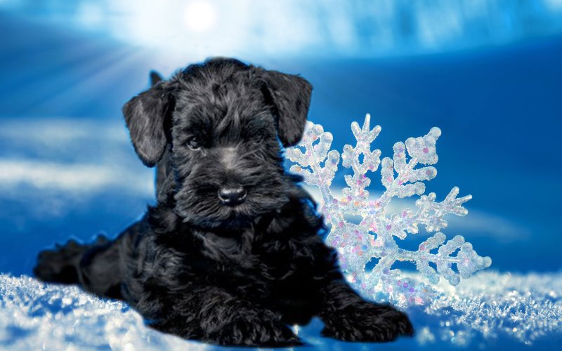 Шнауцер терьер