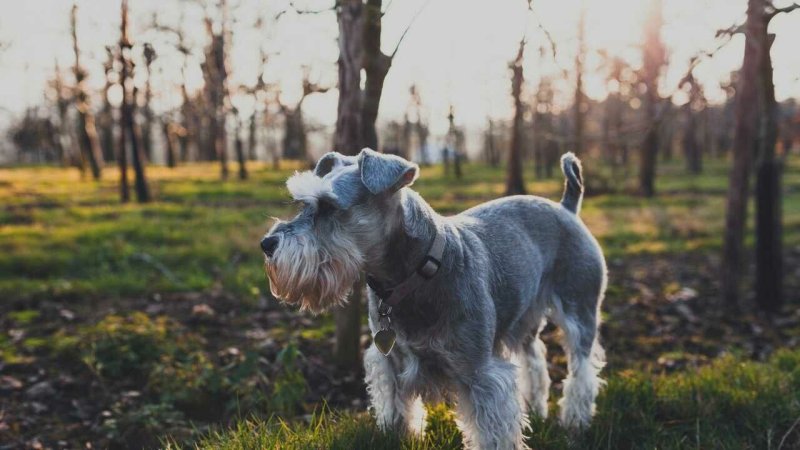Порода собак Цвергшнауцер