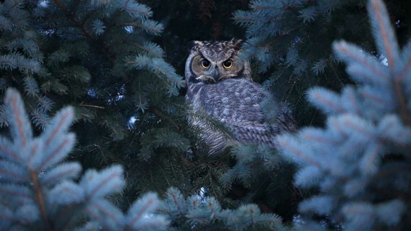 Сова зимой