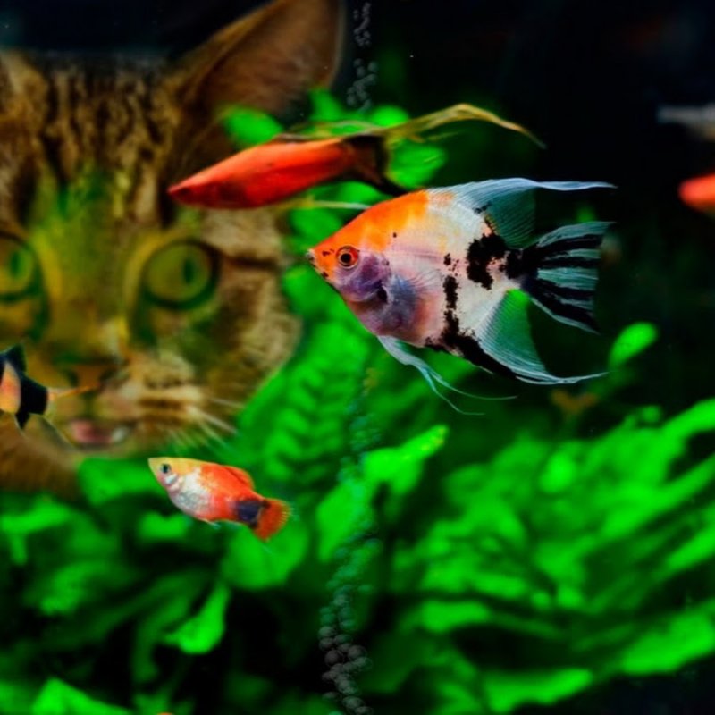 Заставка на телефон рыбки в аквариуме