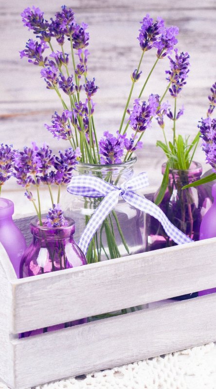 Лаванда вертикальные