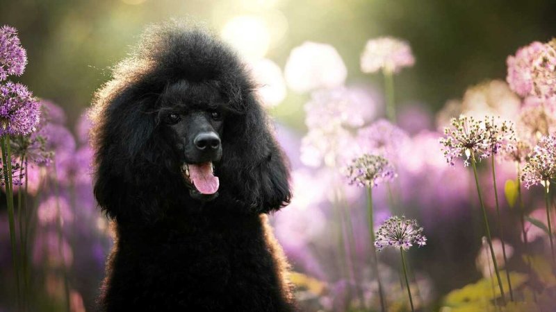 Королевский пудель