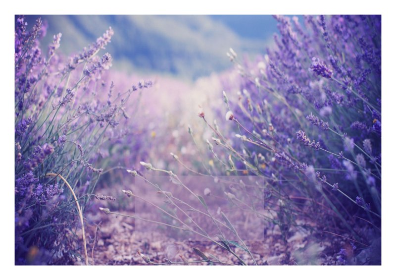 Лаванда Прованс
