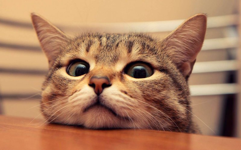 Картинки на рабочий стол кот