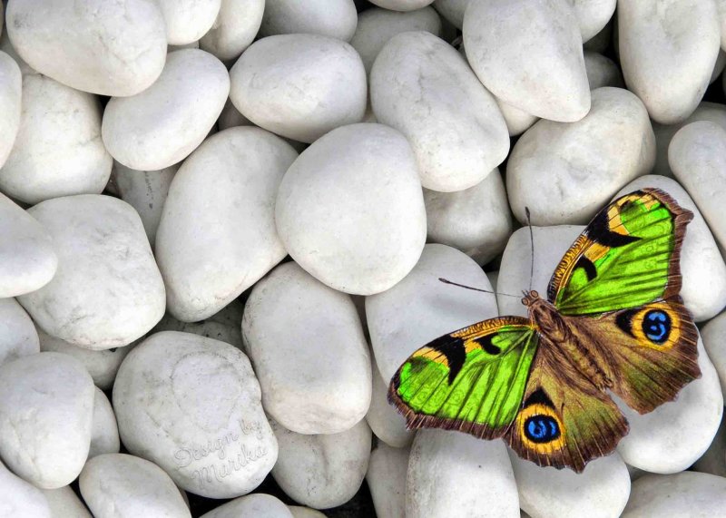 Картинки на рабочий стол бабочки