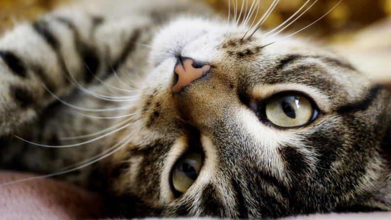 Картинки на рабочий стол кошечки