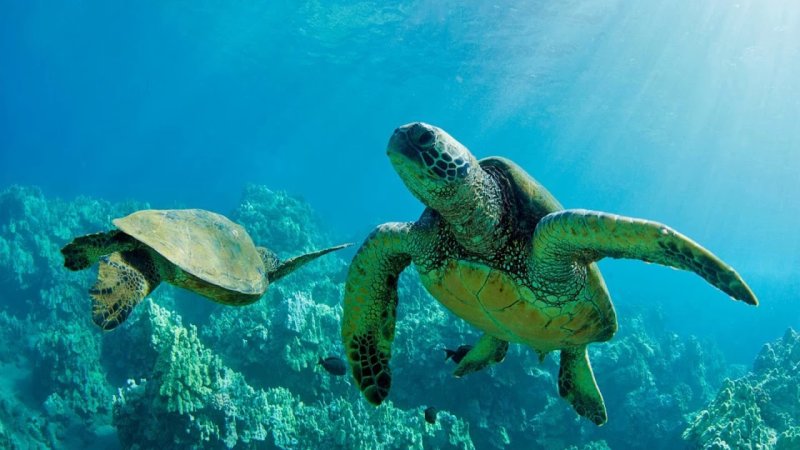 Морская черепаха бисса