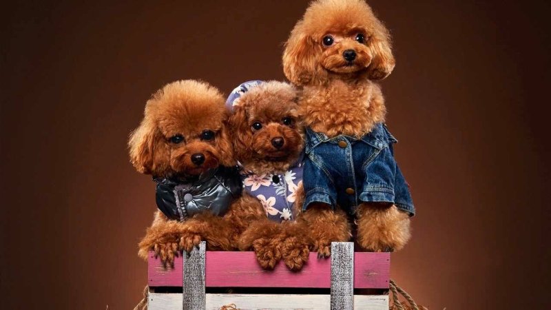 Той пудель фото