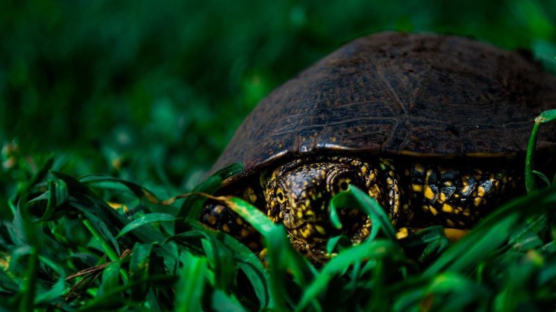 Заставка на рабочий стол черепаха