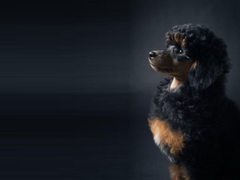 Красивый пудель