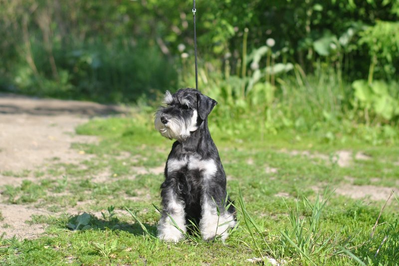 Цвергшнауцер Минимакс