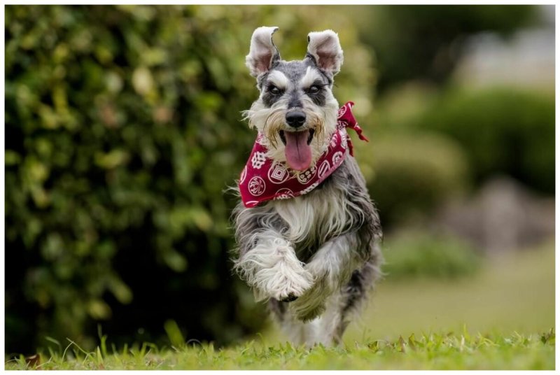 Швегцшнаутер собака