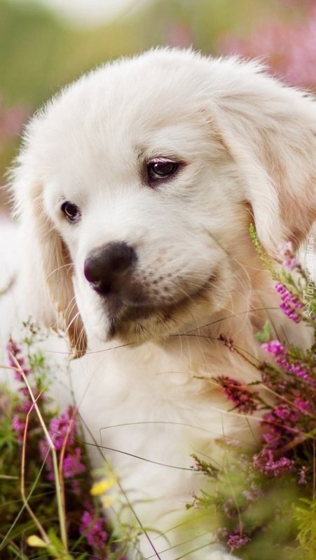 Красивые щенки