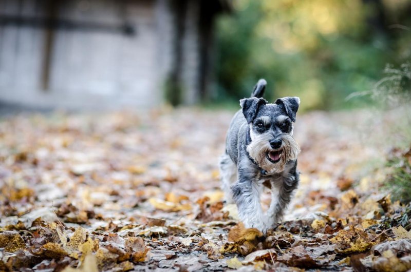 Пинчеры и шнауцеры