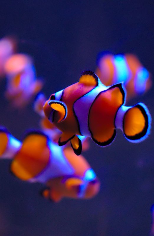 Аквариумные рыбки клоуны