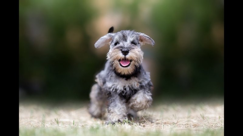 Шнауцер терьер