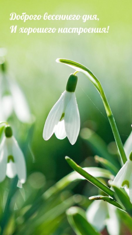 Весна подснежники