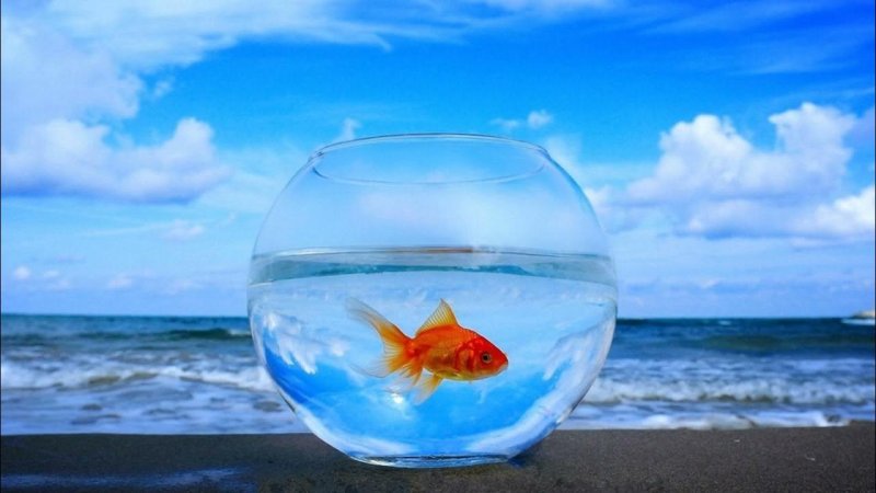 Рыбки для аквариума