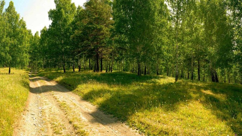 Битцевский лес сосны