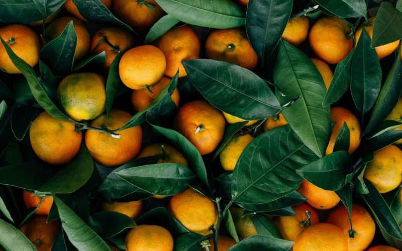 Мандарин Танжерин зеленый