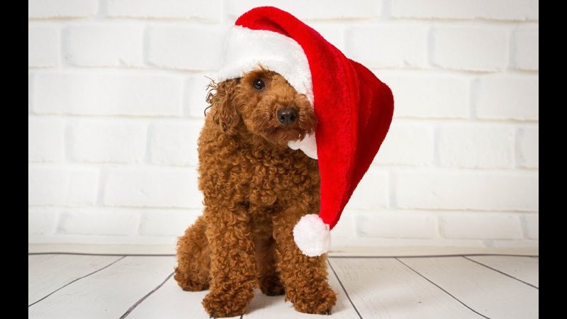 Пудель новый год