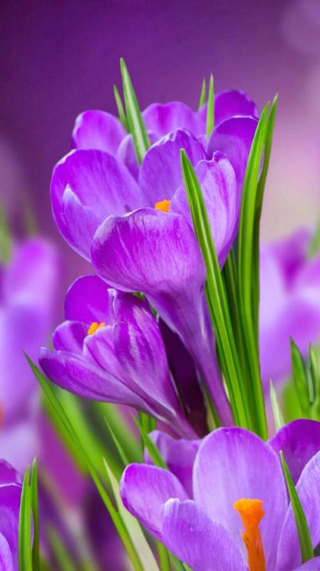 Фиалка Крокус весенний