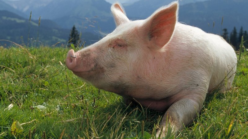 Свинья взрослая