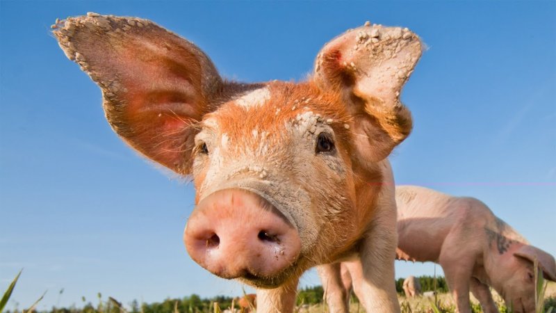 Красивая свинья