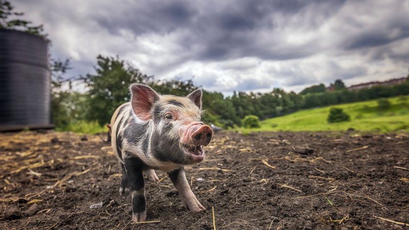 Красивый поросенок