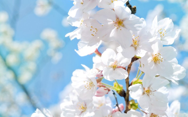 Яблоня черри блоссом