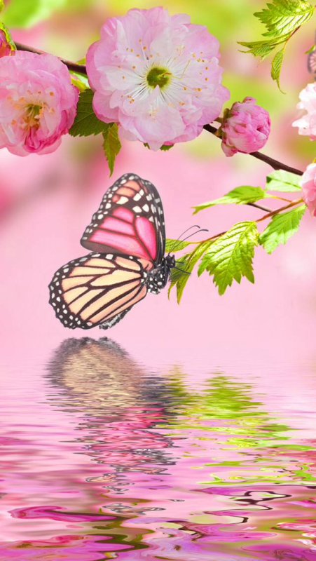 Весна бабочки