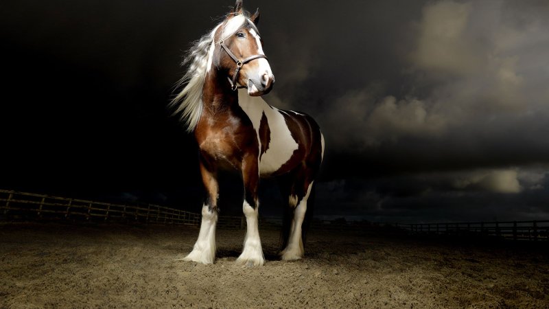 Заставка на рабочий стол лошади