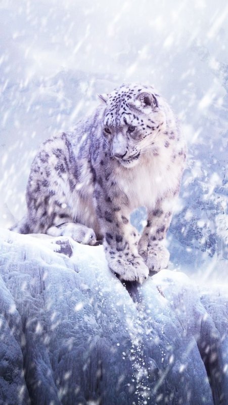 Снежный Барс леопард Snow Leopard Ирбис